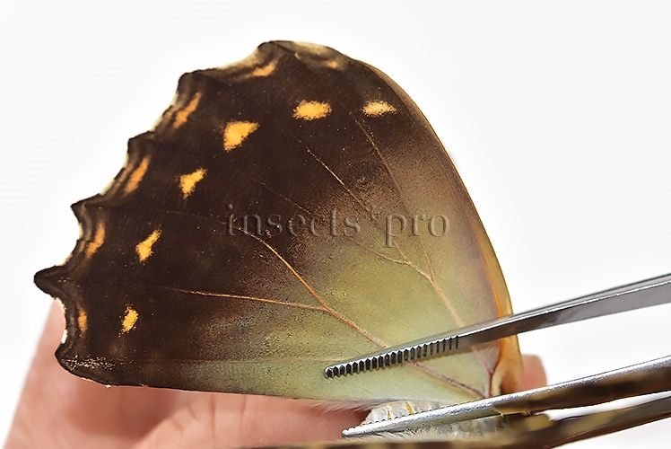 Morpho telemachus penelope ♀ - Image 5