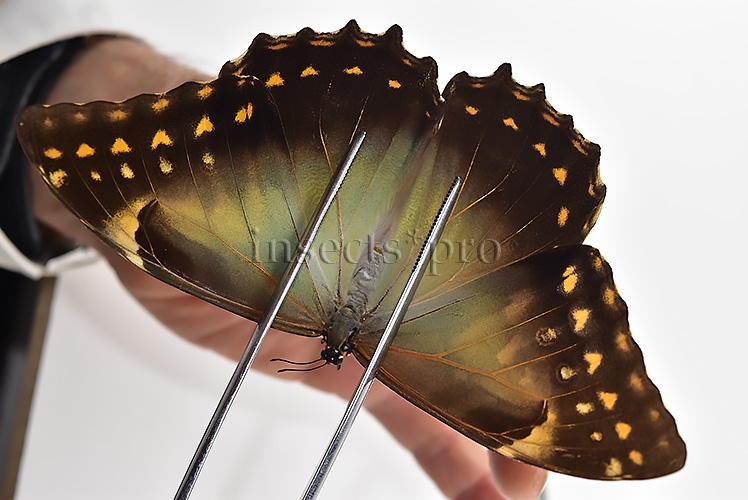 Morpho telemachus penelope ♀