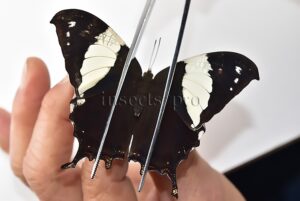 Anaea clytemnestra A1 ♀