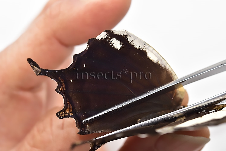 Anaea clytemnestra A1 ♀ - Image 5