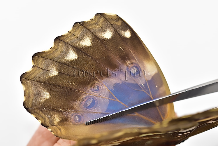 Morpho godartii tingomariensis A1 ♀ - Image 5