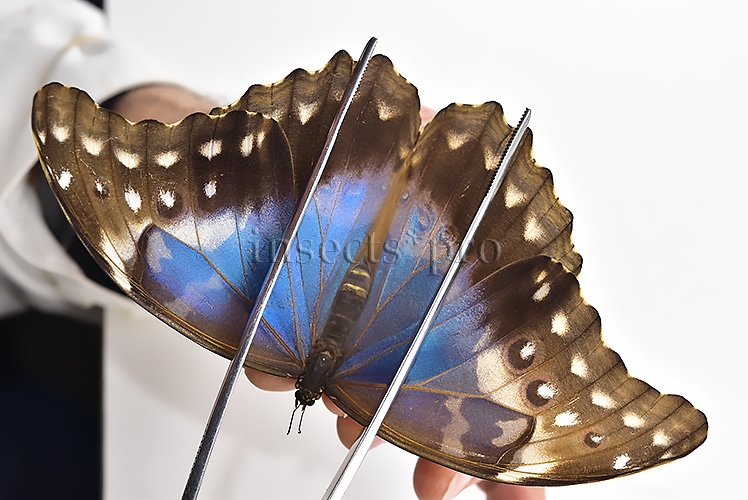Morpho godartii tingomariensis A1 ♀