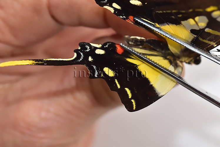 Eurytides thyastes thyastinus A1 ♀ ABERRATION* GYNANDROMORPH? - Image 4