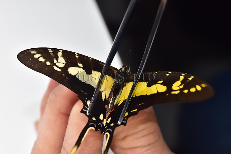 Eurytides thyastes thyastinus A1 ♀ ABERRATION* GYNANDROMORPH? - Image 6