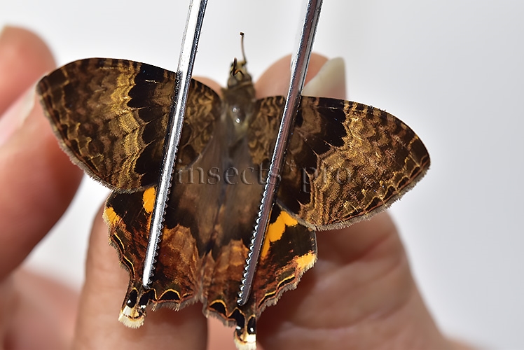 Homidiana sp. ♂ RARE SP 2 - Image 3