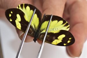 Dismorphia hyposticta paulina A1  RARE