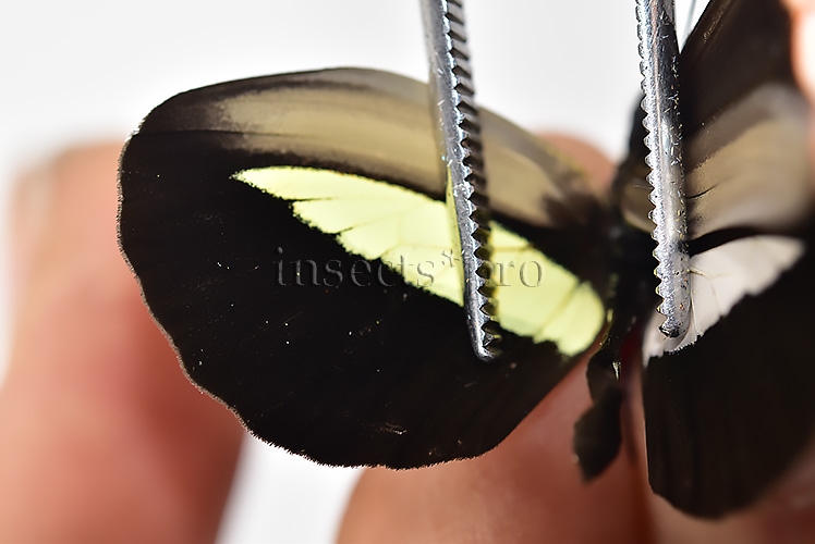 Heliconius melpomene amaryllis A1 ♂ ABERRATION* White and yellow hindwings - Image 5
