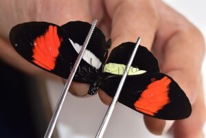 Heliconius melpomene amaryllis A1 ♂ ABERRATION* White and yellow hindwings