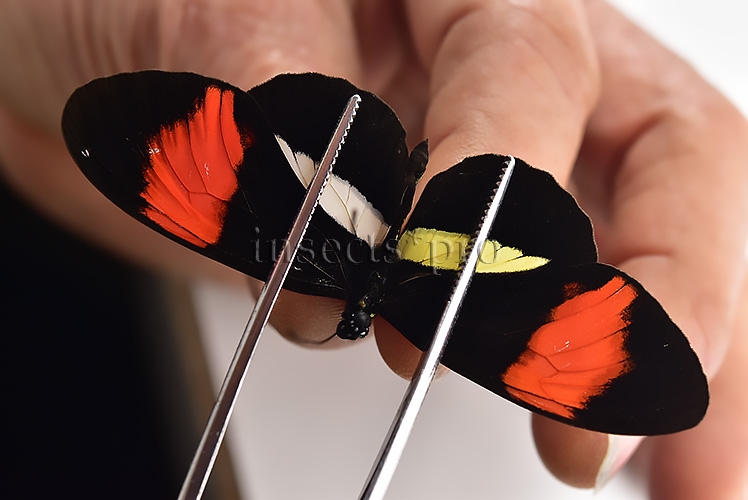 Heliconius melpomene amaryllis A1 ♂ ABERRATION* White and yellow hindwings - Image 6