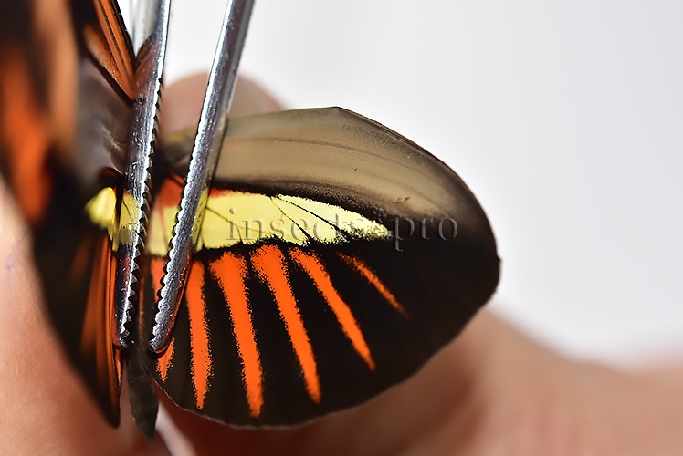 Heliconius melpomene amaryllis x aglaope A1 ♂ HYBRID* - Image 4