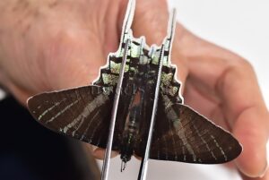 Urania leilus A1 ♂ ABERRATION* DARK SPECIMEN