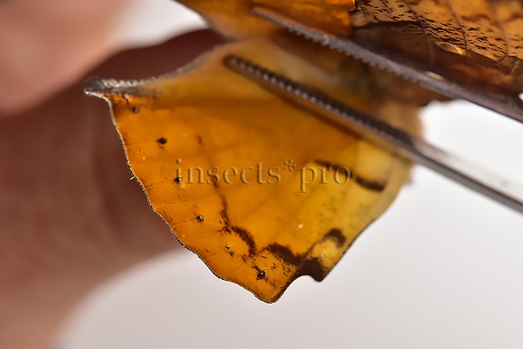 Anaea itys itys A1 ♀ DEAD LEAF BUTTERFLY - Image 4