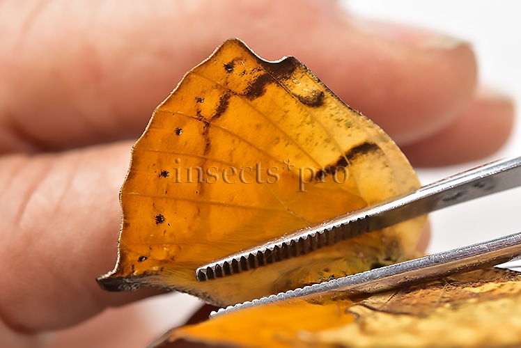 Anaea itys itys A1 ♀ DEAD LEAF BUTTERFLY - Image 5
