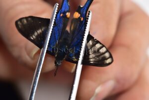 Rhetus periander ♀ ABERRATION*