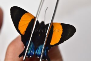 Ancyluris inca cacica ♀