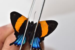 Ancyluris inca cacica ♀