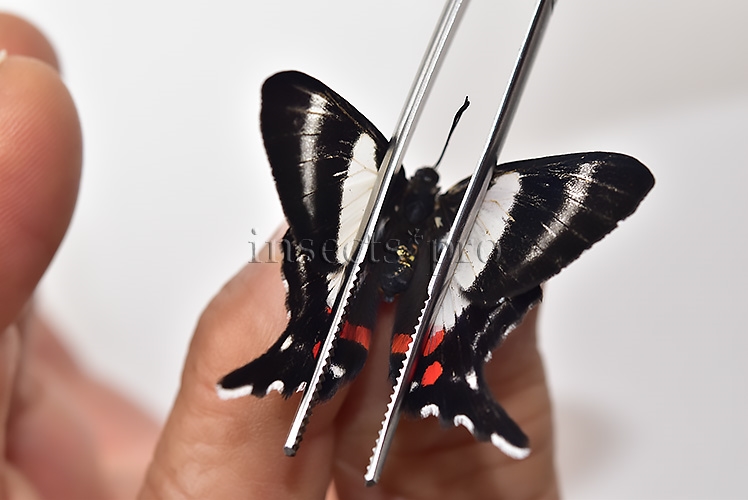 Ancyluris formosissima venerabilis ♀ - Image 3