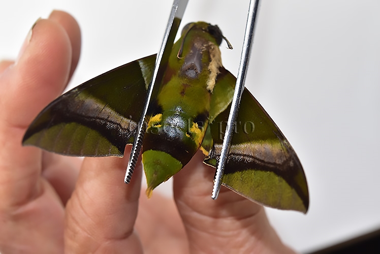 Oryba kadeni ♂