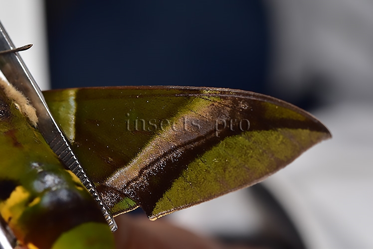 Oryba kadeni ♂ - Image 4