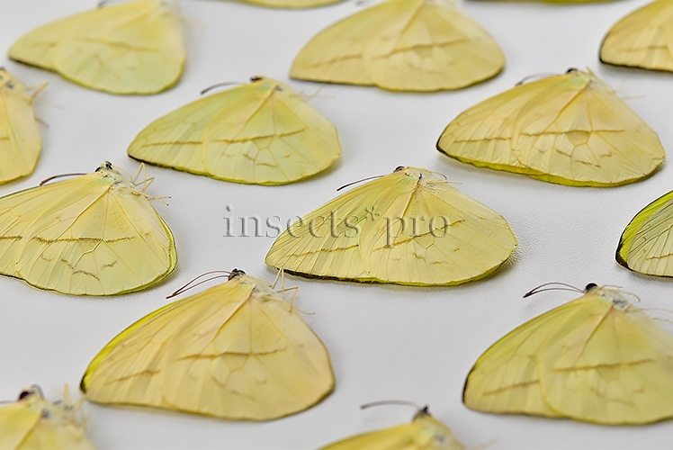 :::BULK SALE:::: Phoebis trite A1 ♂ STRAIGHT-LINED SULPHUR - Image 2