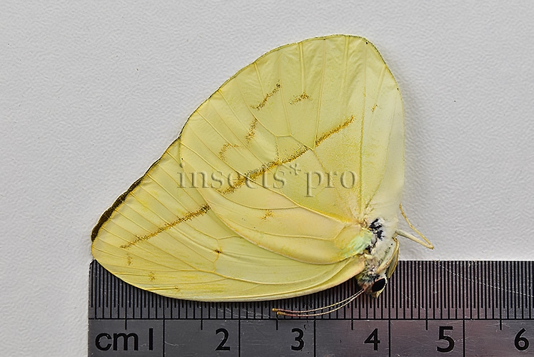 :::BULK SALE:::: Phoebis trite A1 ♂ STRAIGHT-LINED SULPHUR - Image 3