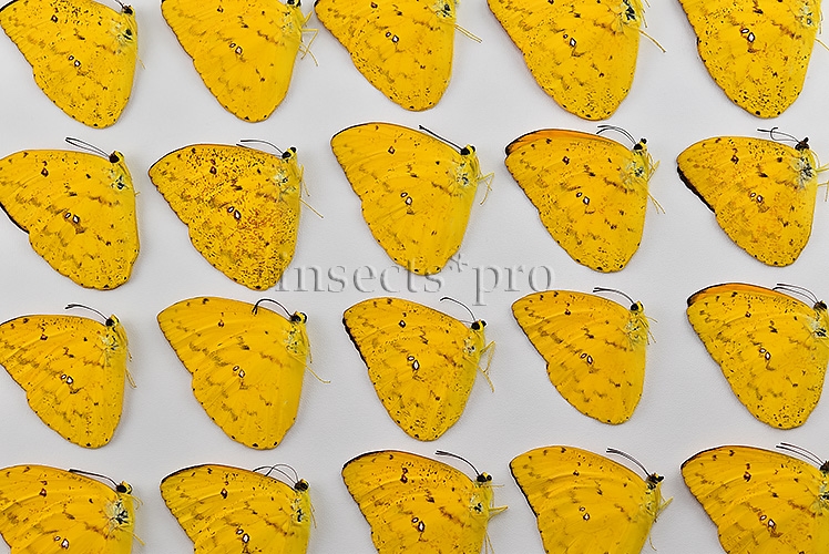 :::BULK SALE:::: Phoebis argante argante A1 ♂ DARK APRICOT SULPHUR