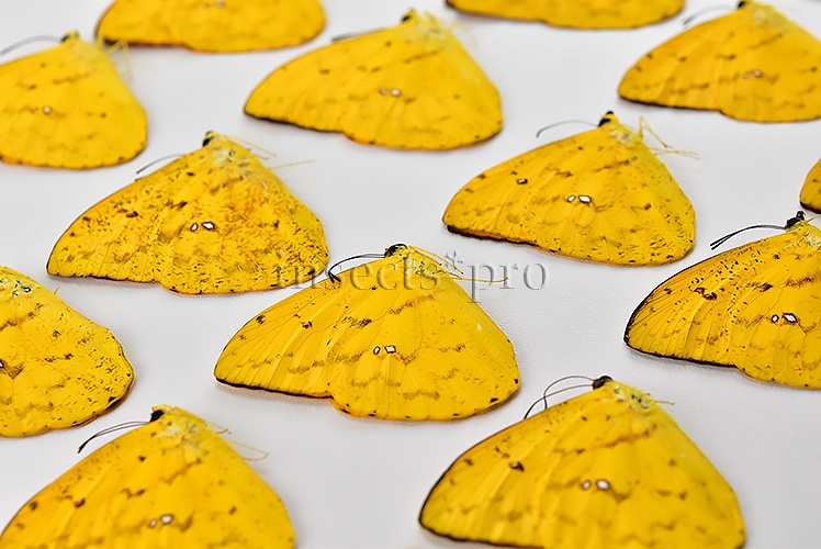 :::BULK SALE:::: Phoebis argante argante A1 ♂ DARK APRICOT SULPHUR - Image 2