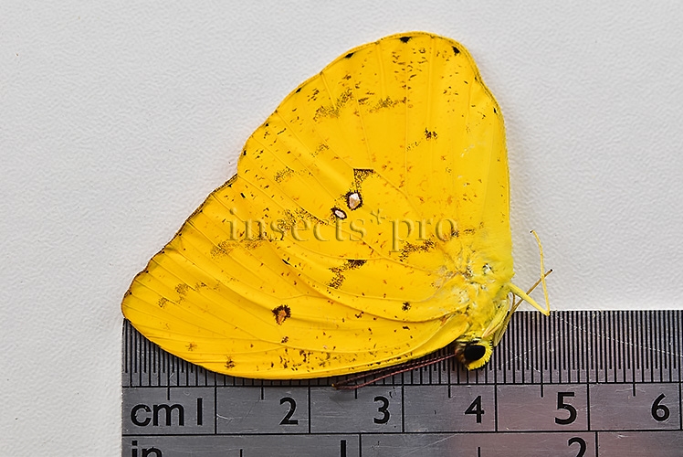 :::BULK SALE:::: Phoebis argante argante A1 ♂ DARK APRICOT SULPHUR - Image 3