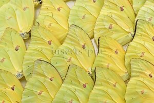 :::BULK SALE:::: Anteos menippe A1 ♂ ORANGETIP ANGLED-SULPHUR