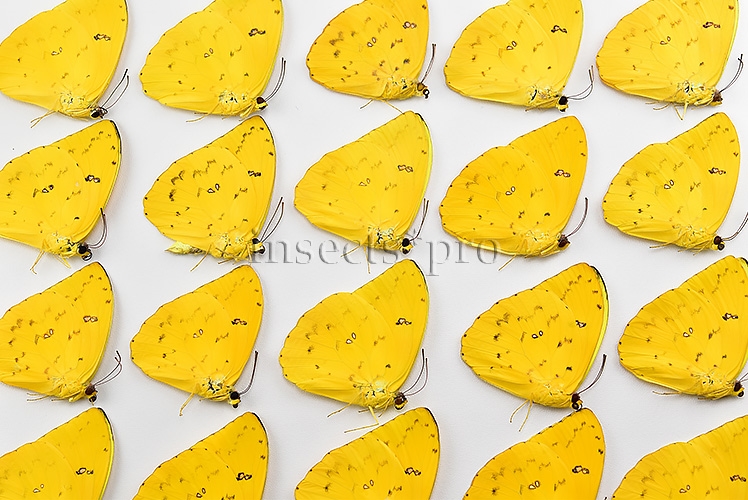 :::BULK SALE:::: Phoebis philea philea A1 ♂ ORANGE-BARRED SULFUR - Image 2