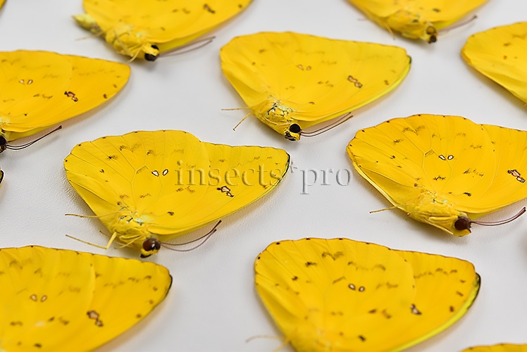 :::BULK SALE:::: Phoebis philea philea A1 ♂ ORANGE-BARRED SULFUR - Image 3