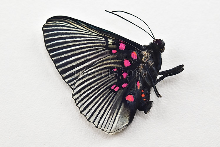 :::BULK SALE:::: Lyropteryx apollonia apollonia A1 ♂ - Image 2