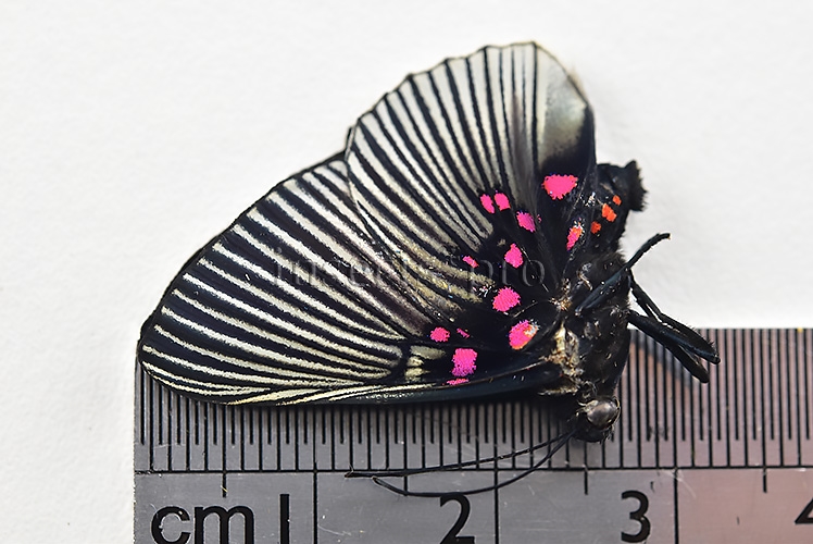 :::BULK SALE:::: Lyropteryx apollonia apollonia A1 ♂ - Image 3