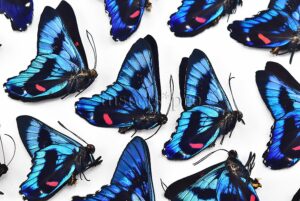 :::BULK SALE:::: Ancyluris meliboeus eudaemon A1 ♂ ELECTRIC BLUE