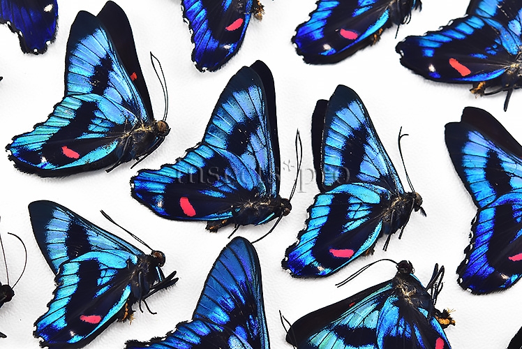 :::BULK SALE:::: Ancyluris meliboeus eudaemon A1 ♂ ELECTRIC BLUE