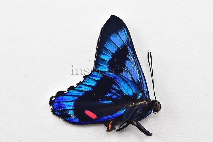 :::BULK SALE:::: Ancyluris meliboeus eudaemon A1 ♂ ELECTRIC BLUE - Image 2