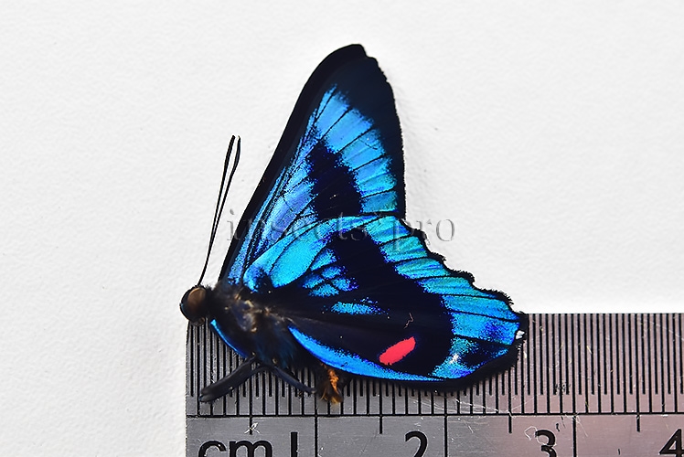 :::BULK SALE:::: Ancyluris meliboeus eudaemon A1 ♂ ELECTRIC BLUE - Image 3
