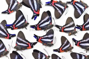 :::BULK SALE:::: Rhetus dysonii psecas A1 ♂