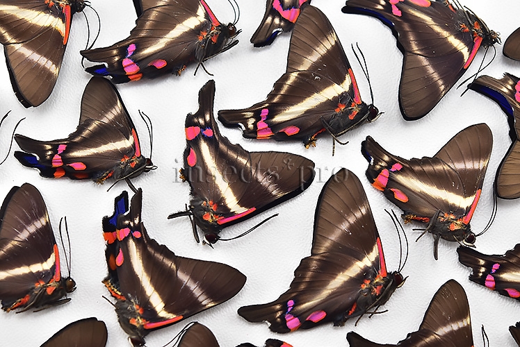 :::BULK SALE:::: Rhetus periander laonome A1 ♂
