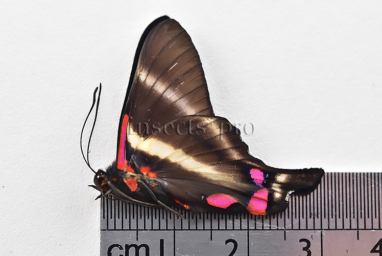 :::BULK SALE:::: Rhetus periander laonome A1 ♂ - Image 2