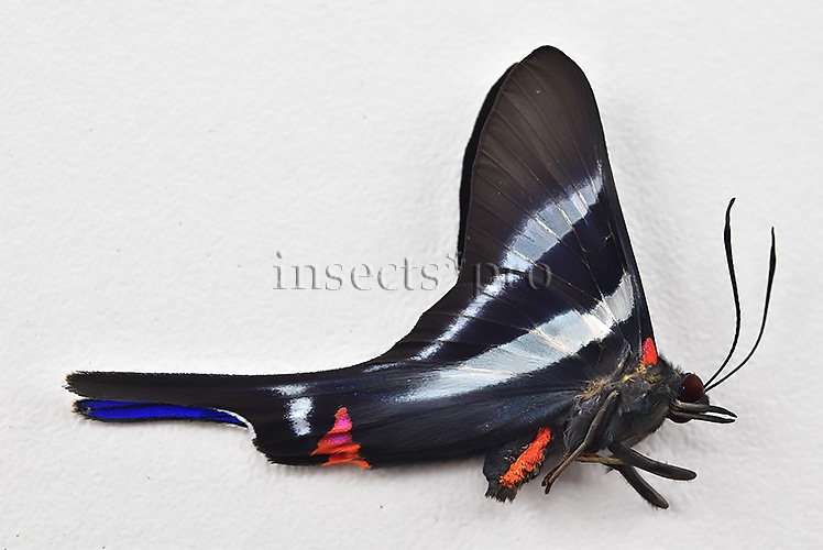 :::BULK SALE:::: Rhetus arcius huana A1 ♂ - Image 2