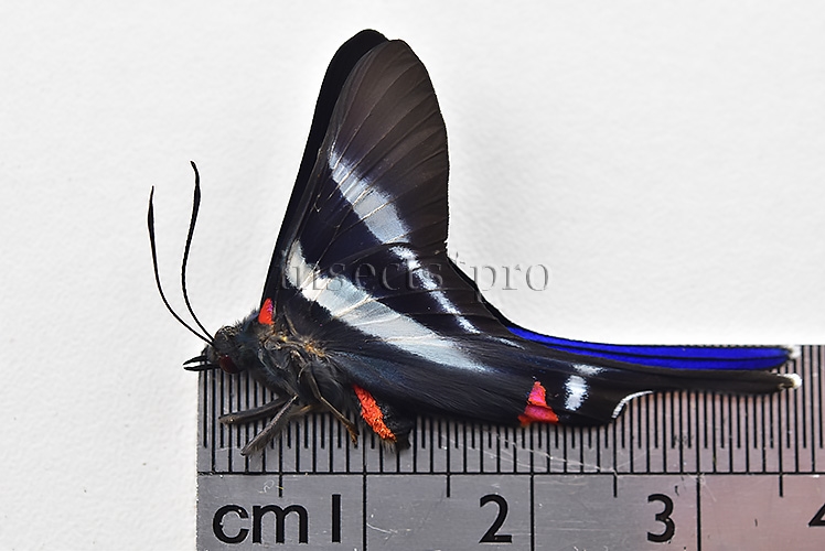:::BULK SALE:::: Rhetus arcius huana A1 ♂ - Image 3