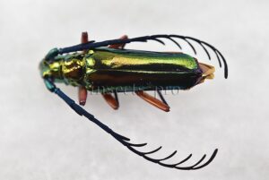 Hovorelus splendidus A1 ♂ BRILLIANT CERAMBYCIDAE