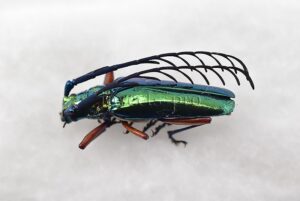 Hovorelus splendidus A1 ♂ BRILLIANT CERAMBYCIDAE