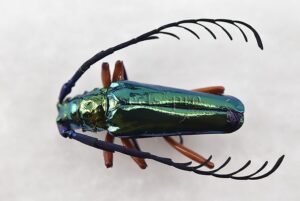 Hovorelus splendidus A1 ♂ BRILLIANT CERAMBYCIDAE