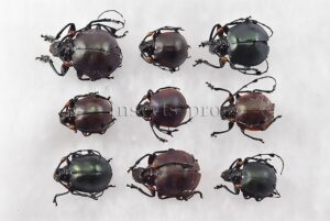 Cyclopeplus peruvianus A1 ♂♀ SET of 9 sp.