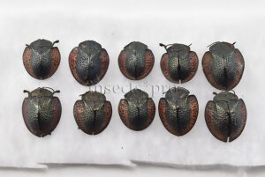 Agenysa peruviana A1 ♂♀ GOOD PRICE 10 SP. SET of 10 sp.
