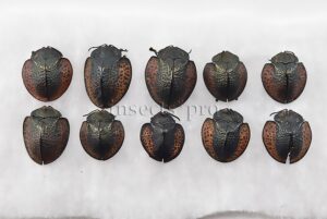 Agenysa peruviana A1 ♂♀ GOOD PRICE 10 SP. SET of 10 sp.