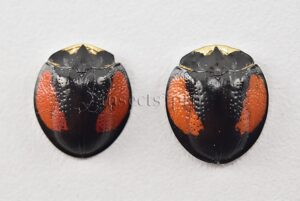 Cassidinae spp. A1  GREAT TURTLE BEETLES SET of 2 sp.