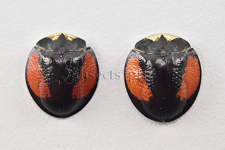 Cassidinae spp. A1 GREAT TURTLE BEETLES SET of 2 sp.